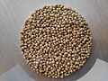 White Proso Millet