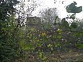 Windmill hidden amongst the trees - geograph.org.uk - 1036240