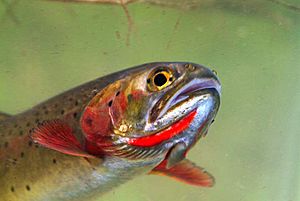 Yellowstone cutthroat trout slash