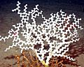Zigzag coral (Madrepora oculata)