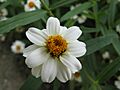 Zinnia angustifolia 'Pette Land White'2