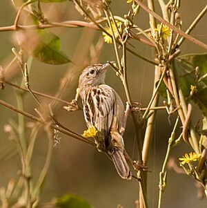 Zitting Cisticola (Cisticola juncidis) 4