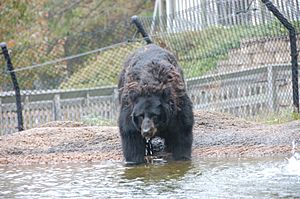 ZooAmerica Bear