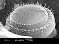 "Diatoms cake". Typical diatom species - Stephanodiscus hantzschii Grunow in Cleve & Grunow