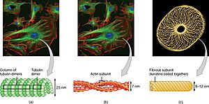 0317 Cytoskeletal Components