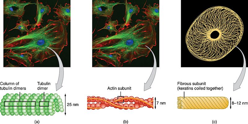0317 Cytoskeletal Components