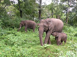 A family group of elephants in Mudumalai TR AJTJohnsingh