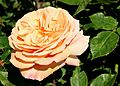 Abraham Darby Eng 1985 IMG 3258