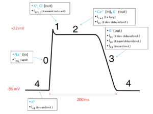 Action potential ventr myocyte