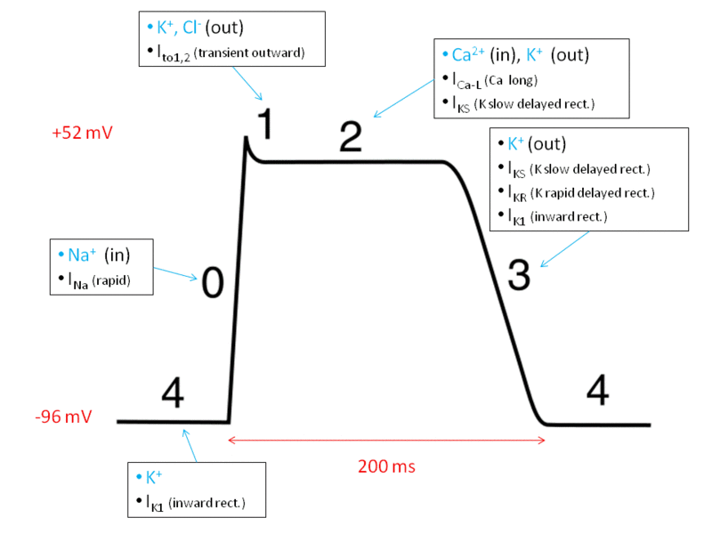Action potential ventr myocyte