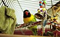 Agapornis personatus -pet in cage with toys-8a