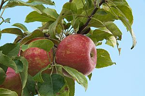 Apple Jacks Orchard - Zestar Apples (6123001930).jpg