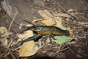 Australian red claw crayfish (Cherax quadricarinatus).jpg