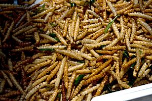 Bamboo worms food