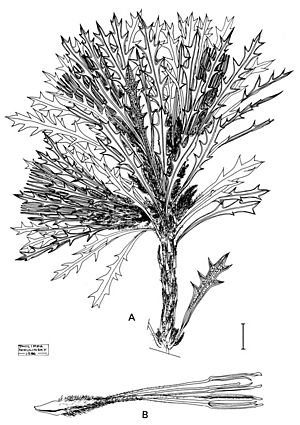 Banksia cynaroides.jpg