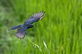 Black-Drongo