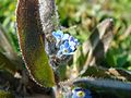 Blue Flower found on Tennyson Down