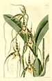Brassia caudata