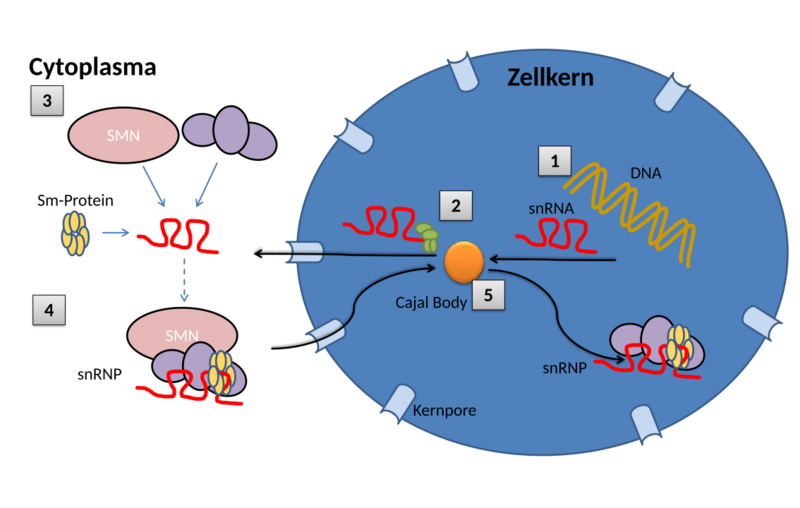 Cajal-Body-Overview