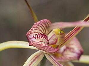 Caladenia doutchiae 03