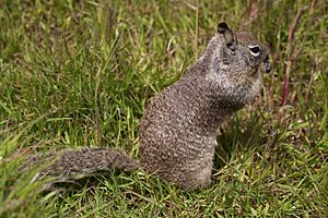 Cambria ground squirrel