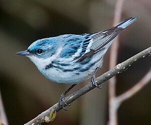 Cerulean Warbler, Rondeau Provincial Park, Ontario, Canada.jpg