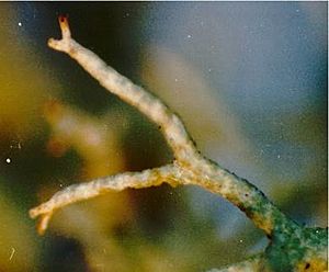 Cladonia subtenuis (EU1)