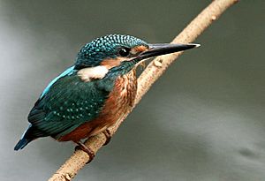 Common Kingfisher I Picture 115