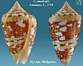 Conus ammiralis 6