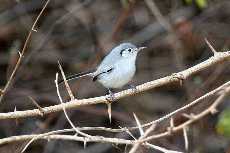 Cuban Gnatcatcher