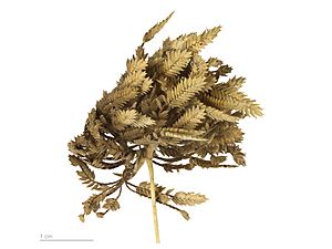 Cyperus eragrostis MHNT.BOT.2007.40.47