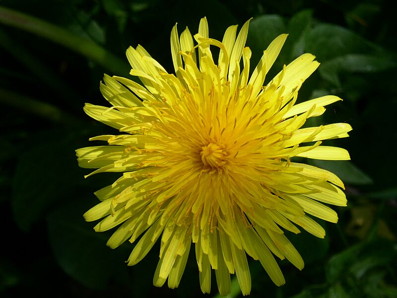 Dandelion flower head (2008-05-04 pic02)