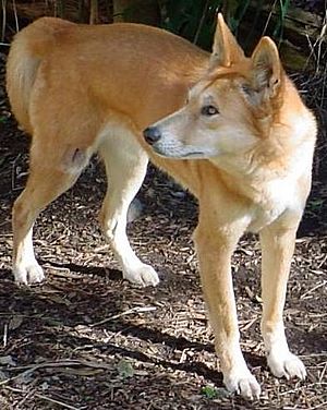 do dingoes bark