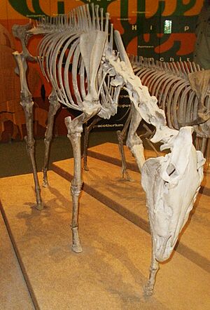 Dinohippus leidyanus 3