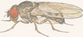 Drosophila pseudoobscura-Male