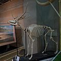 Elaphurus davidianus (skeletal specimen 2) by DaijuAzuma