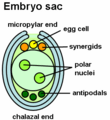 Embryosac