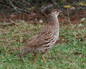 Erckel's spurfowl Facts for Kids