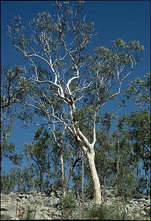 Eucalyptus pachycalyx.jpg