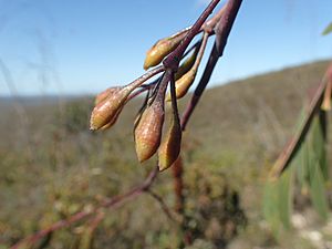 Eucalyptus sepulcralis buds