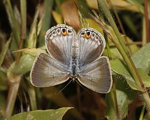 Euchrysops cnejus cnejus – Gram Blue female (4)