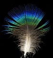 Feather of male Pavo cristatus (Indian peafowl)