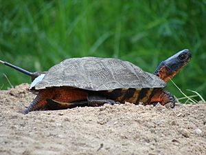 Female Wood Turtle (6762045051)