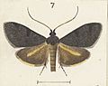 Fig 7 MA I437894 TePapa Plate-XXXIII-The-butterflies full (cropped)