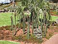 Gardenology Nyctocereus serpentinus Royal Botanic Gardens