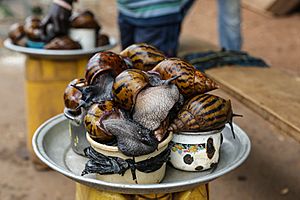 Ghana snail