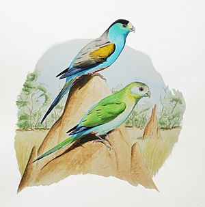 Golden-shouldered Parakeet.jpg