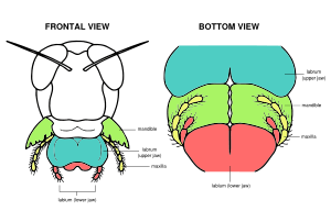 Grasshopper mouth anatomy