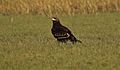 Greater Spotted Eagle on the Ground