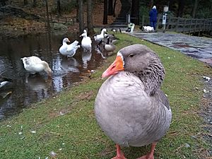 Greylag goose at the duck pond